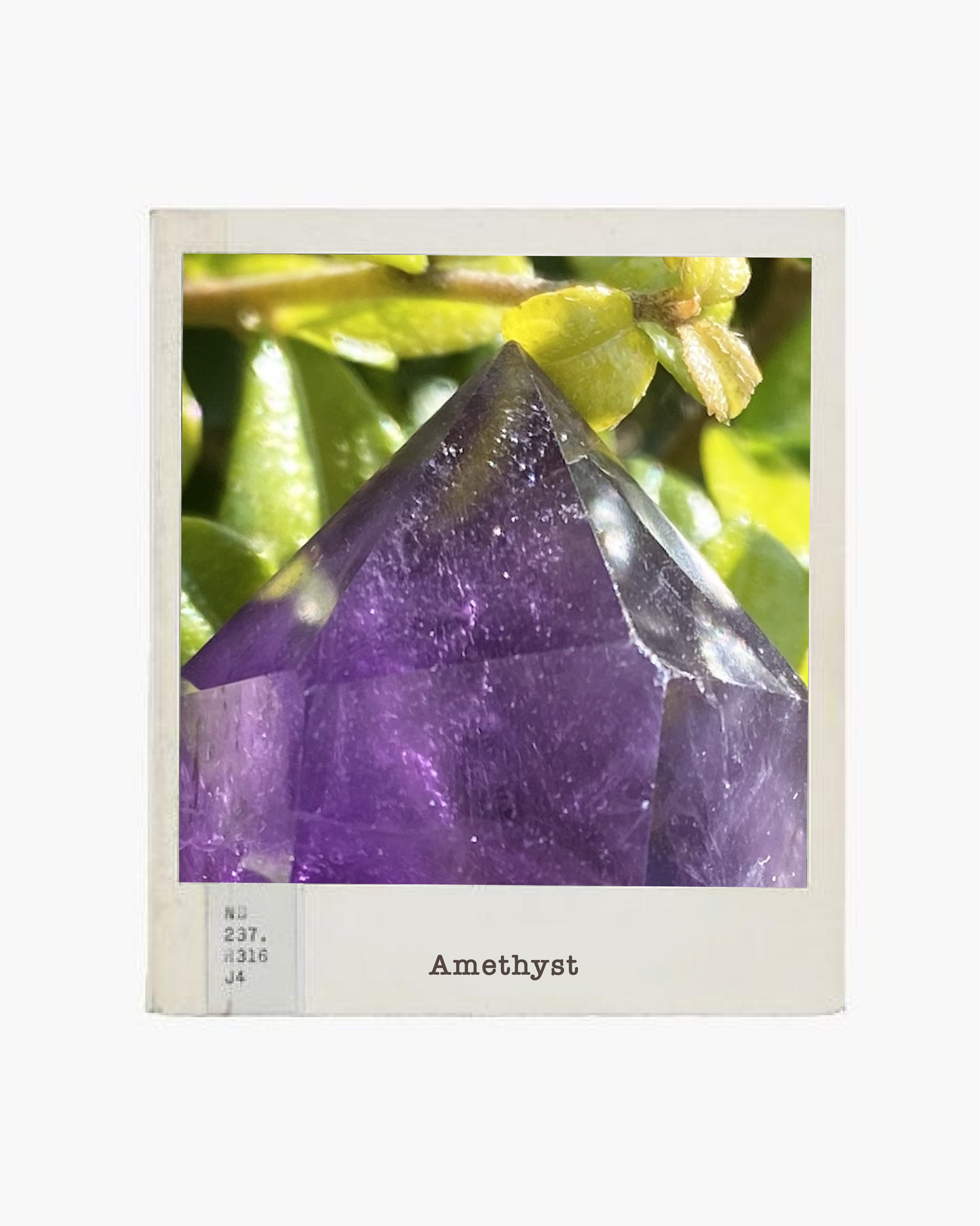 Amethyst Vogel