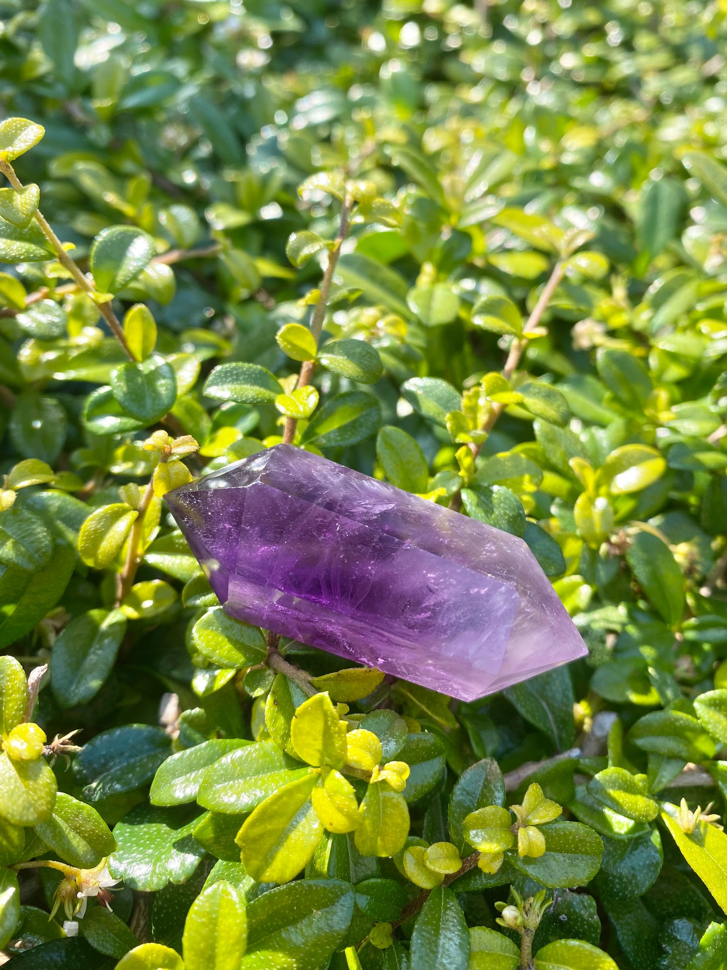 Amethyst Vogel